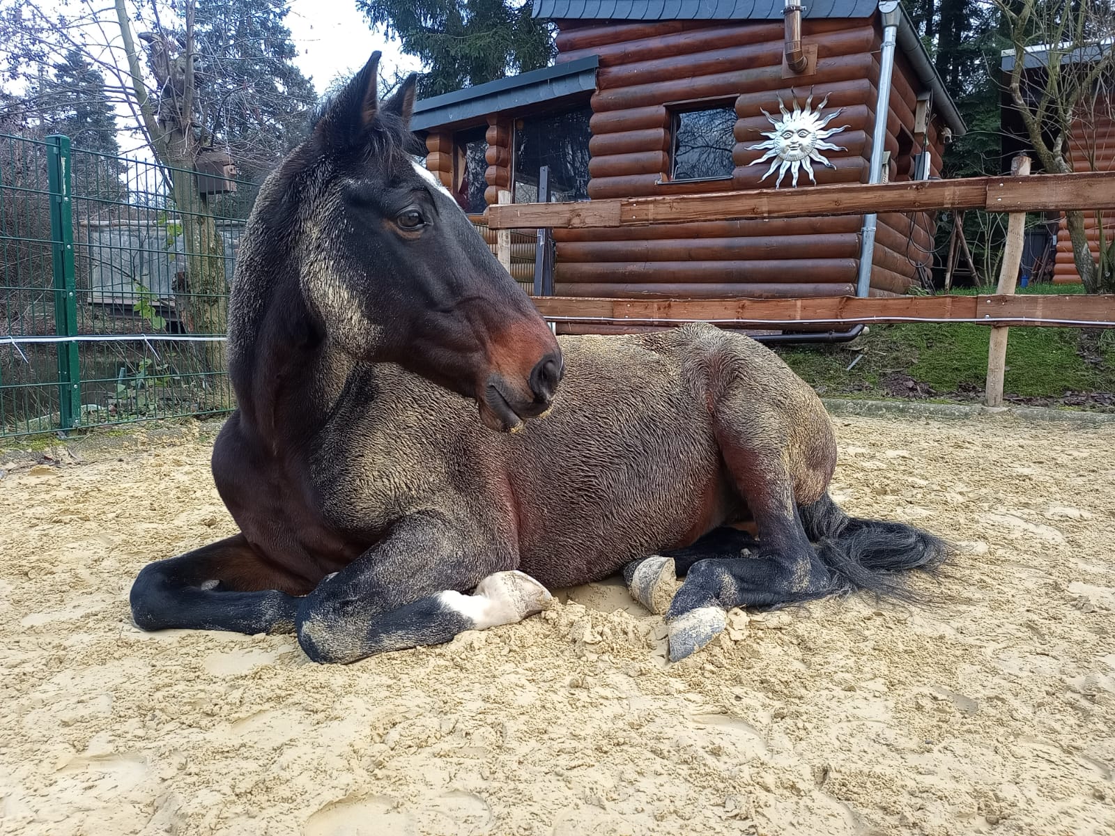 Ruhig liegendes Pferd auf dem Reitplatz.