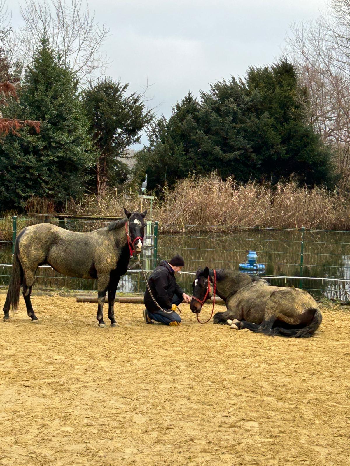 Bodenarbeit mit zwei Pferden auf dem Reitplatz.