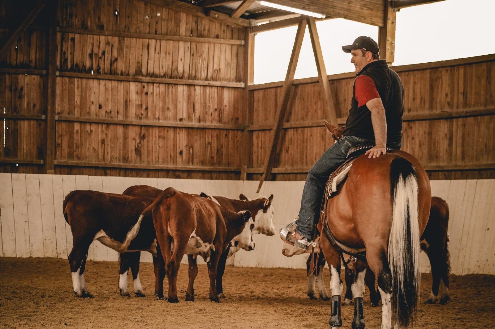 Reiter auf einem Westernpferd bei der Rinderarbeit in der Reithalle